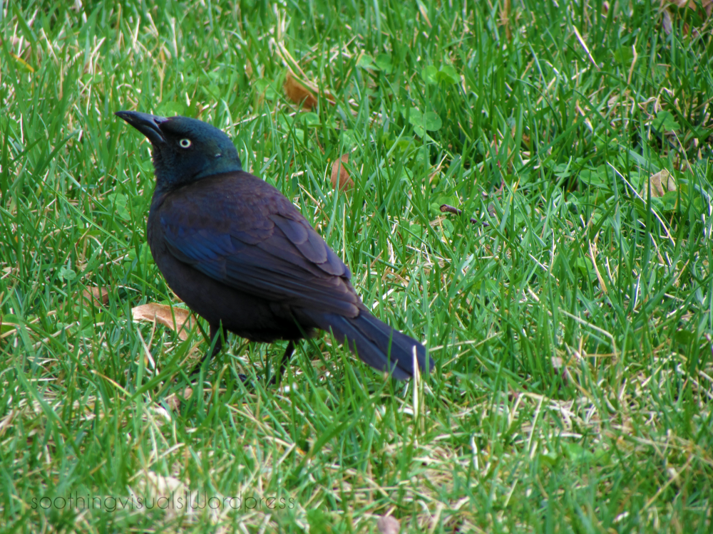 bluish black bird